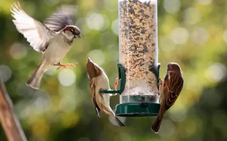 wintervögel im januar diese arten besuchen regelmäßig die futterstelle