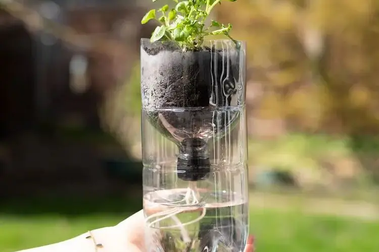 anzucht in pet flaschen behälter für pflanzen selber machen
