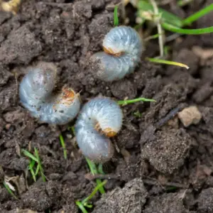 engerlinge im garten schädlinge oder nützlinge