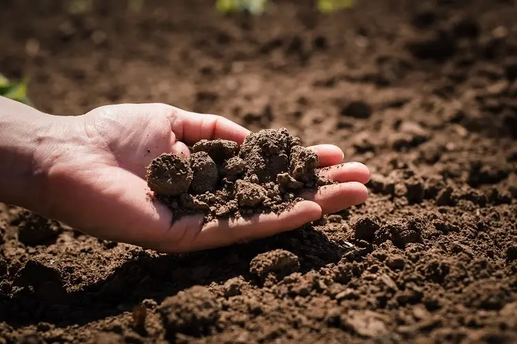 gartenboden verbessern im frühjahr 5 häufigste probleme