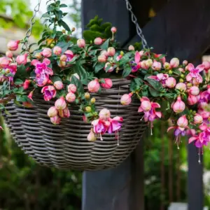 hängende pflanzen für draußen fuchsien können im halbschatten oder schatten hängen