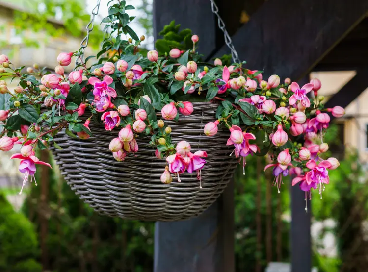 hängende pflanzen für draußen fuchsien können im halbschatten oder schatten hängen