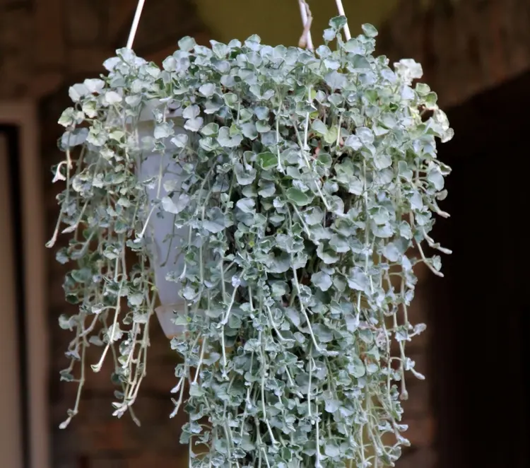 hängende pflanzen für draußen silberregen (dichondra argentea) mit langen, silbriggrünen trieben