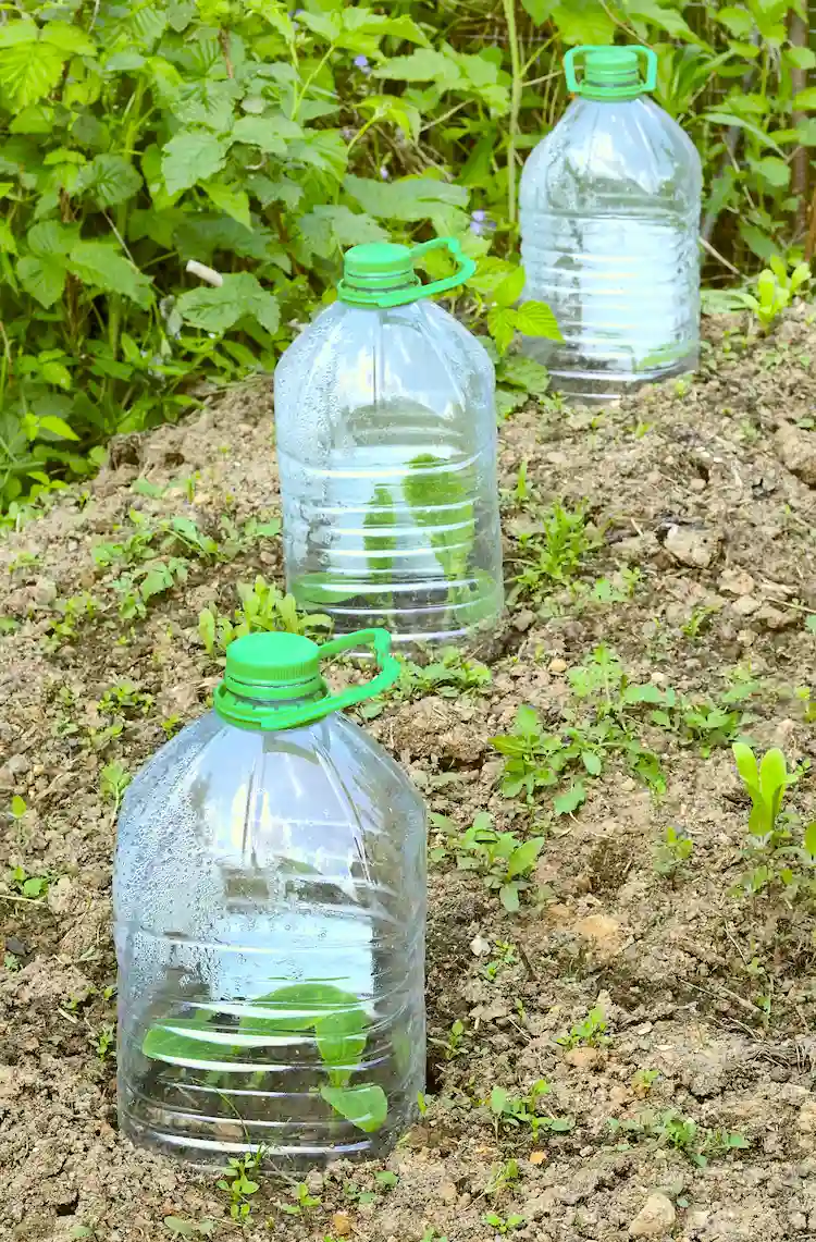 kälte und schneckenschutz aus plastikflaschen für jungpflanzen (1)