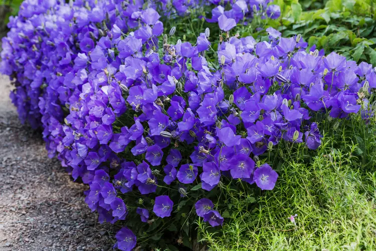 karpaten glockenblume als bodendecker (campanula carpatica) in weiß, hellblau oder violett