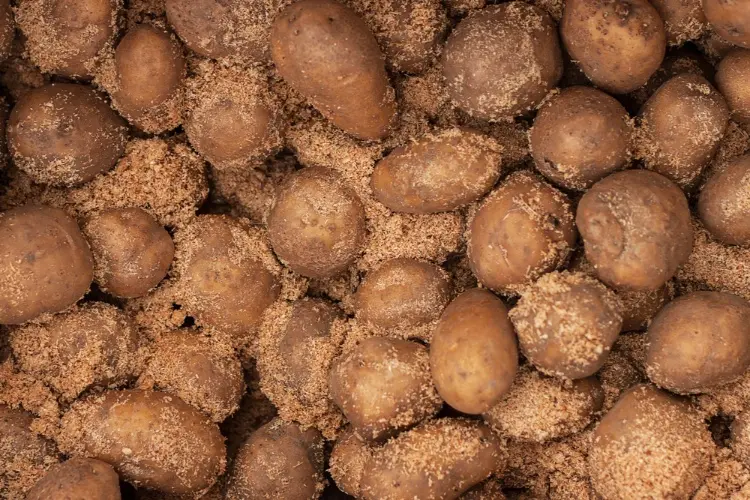kartoffeln in sägespäne lagern tipps