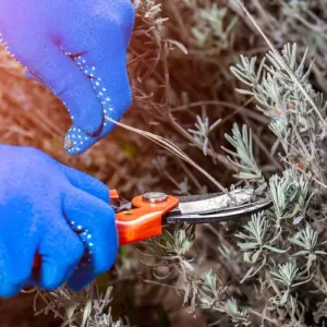 lavendel zurückschneiden im märz grundregeln und tipps