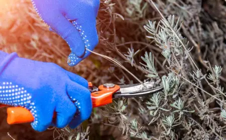 lavendel zurückschneiden im märz grundregeln und tipps