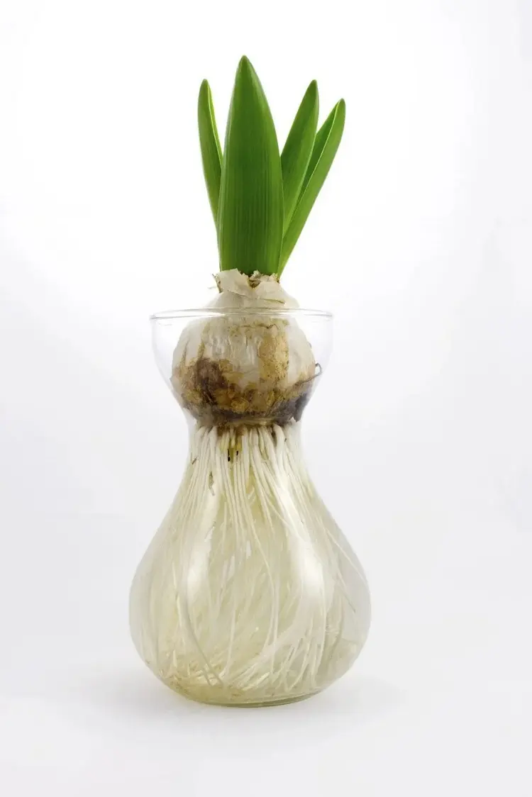 ohne erde tulpen ziehen in einer dekorative glasvase