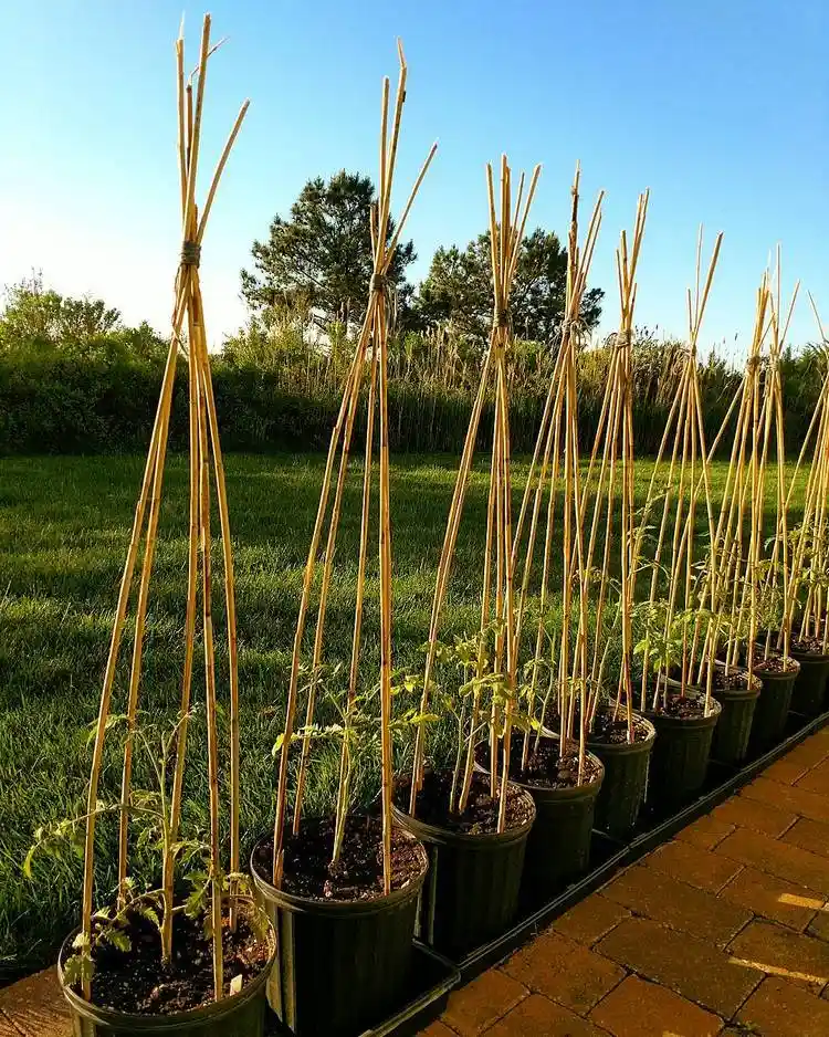 rankhilfe für tomaten selber bauen aus bambus für kübeltomaten