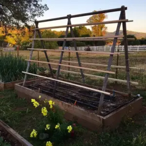 rankhilfe für tomaten selber bauen aus holzleisten