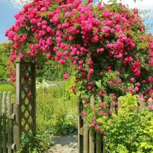 rosenbogen bepflanzen mit jungen rosensträuchern