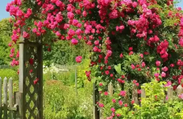 rosenbogen bepflanzen mit jungen rosensträuchern