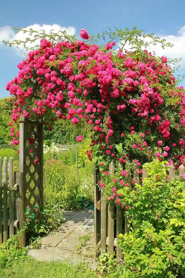 Rosenbogen-bepflanzen-mit-diesen-Pflegema-nahmen-werden-Sie-die-Bl-tenpracht-im-Sommer-genie-en