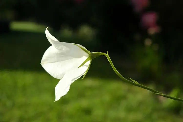 rundblättrige sorte white gem (campanula rotundifolia) mit weißen blüten