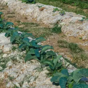 schafwolle im garten verwenden mulch