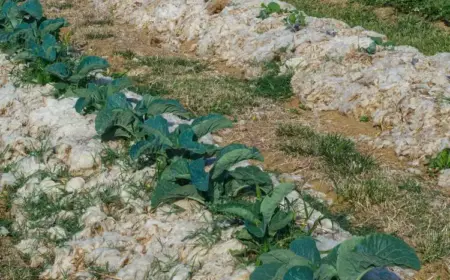 schafwolle im garten verwenden mulch