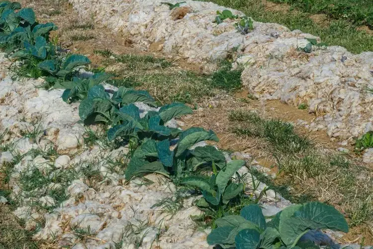 schafwolle im garten verwenden mulch