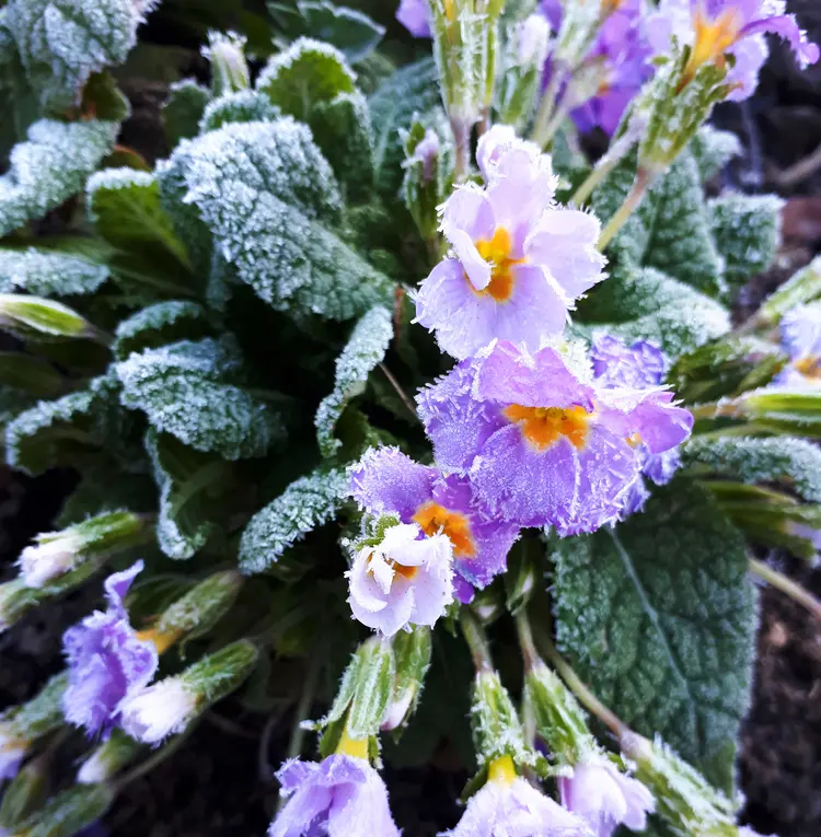 schlüsselblumen mögen einen kühlen, aber frostfreien standort