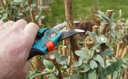 schmetterlingsflieder im frühjahr schneiden zum fördern einer üppigen blüte