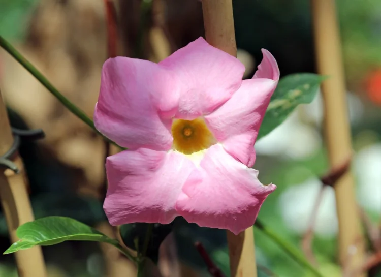  peruanischer jasmin pflegen und pflanzen