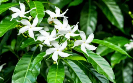 shutterstock ntdanai welche jasminarten haben duftende blüten