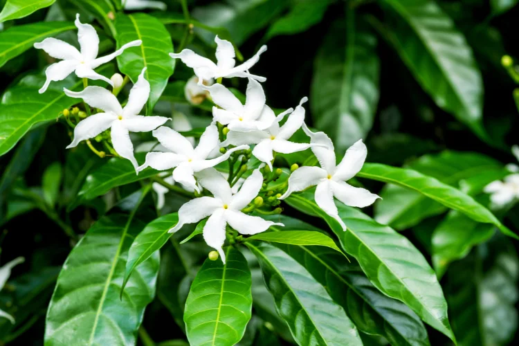 Welche-Jasmin-Arten-haben-duftende-Bl-ten-5-der-sch-nsten-Pflanzen-
