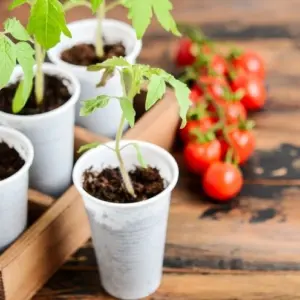 tomaten setzlinge düngen mit diesen hilfreichen tipps erreichen sie eine reiche ernte!