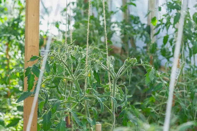 videoanleitung, wie sie eine rankhilfe für tomaten selber bauen mit balken und draht