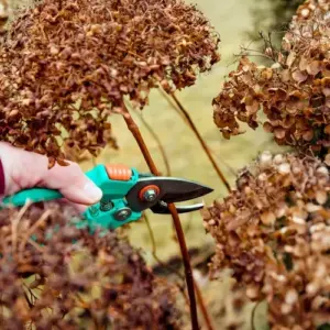 wann schneeballhortensie schneiden im herbst oder frühling