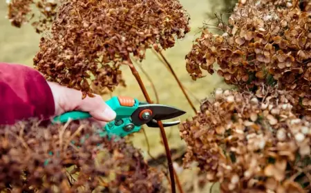 wann schneeballhortensie schneiden im herbst oder frühling