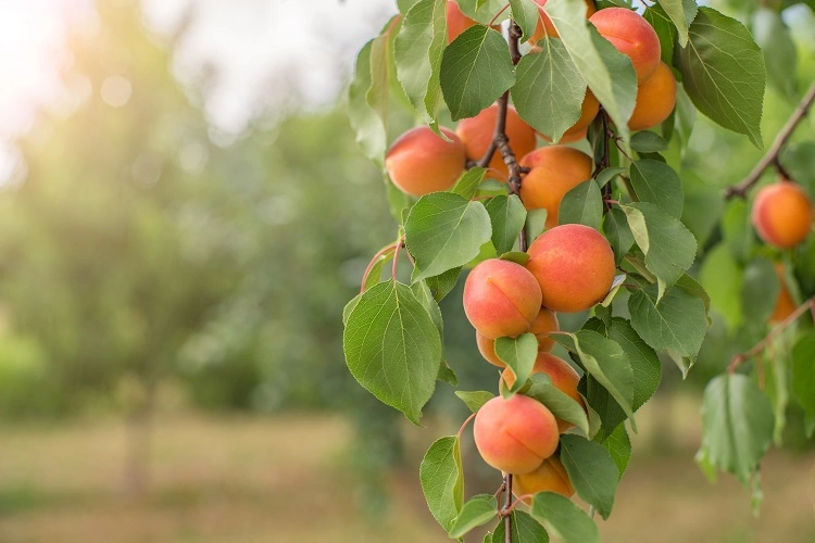 warum kirsche und aprikose auf abstand halten