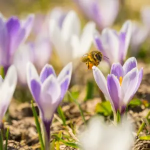 welche blumen sind bienefreundlich im februar