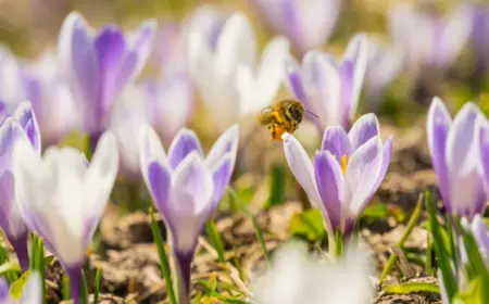 welche blumen sind bienefreundlich im februar