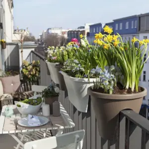 welche frühlingsblumen für den balkon im februar pflanzen