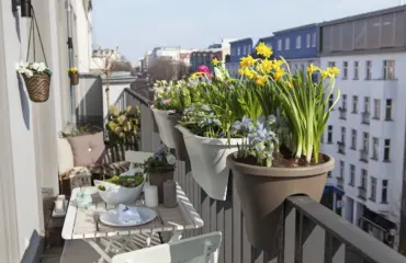 welche frühlingsblumen für den balkon im februar pflanzen