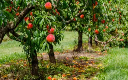 welche obstbäume nicht nebeneinander pflanzen