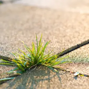 wie gras und unkraut zwischen fugen verhindern