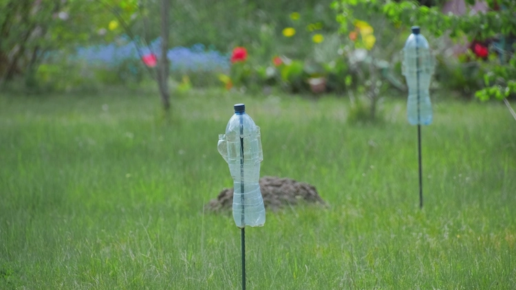 wie kann man maulwürfe mit pet flaschen vertreiben