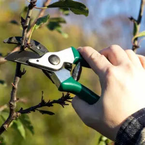 wie schneidet man einen apfelbaum im frühjahr