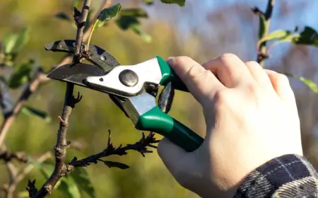 wie schneidet man einen apfelbaum im frühjahr