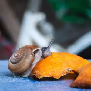 zitrusschalen wirken wunder