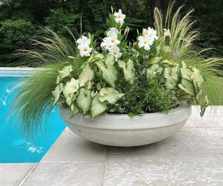 arrangement für den sommer mit gräsern, purpurtute und weißer dipladenie