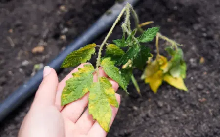 blattläuse an jungpflanzen bekämpfen nützliche tipps