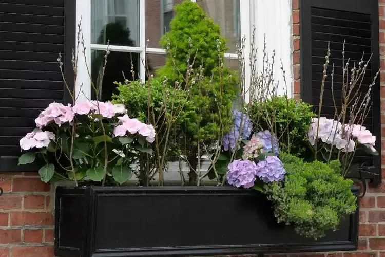 blumenkasten ganzjährig bepflanzen mit den richtigen blumen und pflanzen