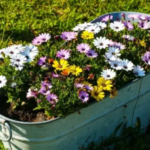 bunte sommerblumen oder herbstblume für die gestaltung einer alten wanne aus zink