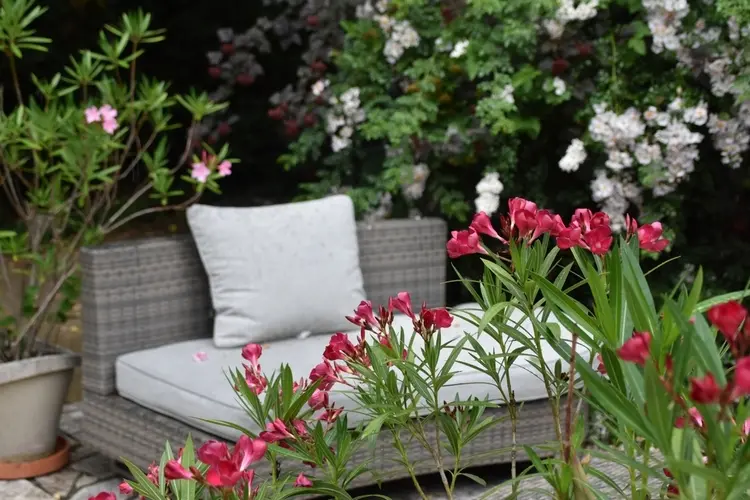 der oleander ist ein klassiker und schmückt die terrasse im kübel