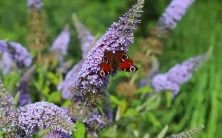 die sommerflieder (buddleja)