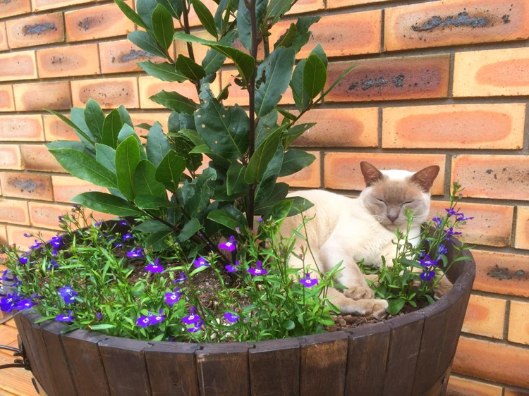 eine katze liegt im pflanzkübel auf den blumen