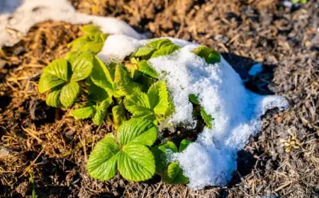 erdbeeren pflegen im märz schritt für schritt beet und pflanzen vorbereiten